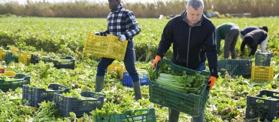 Insertion : revalorisation des montants des aides financières versées aux SIAE