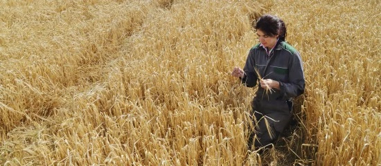 La transmission des exploitations agricoles est encouragée
