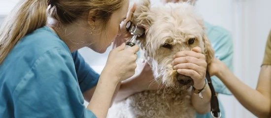 Vétérinaires : le Guide des bonnes pratiques de prescription remis à jour