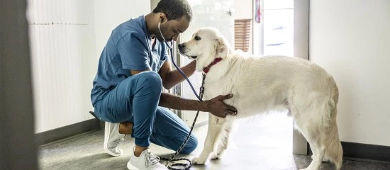 Vétérinaires : une étude sur la santé au travail des praticiens