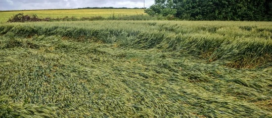 Pertes de récolte : baisse du taux d’indemnisation pour les exploitants non assurés